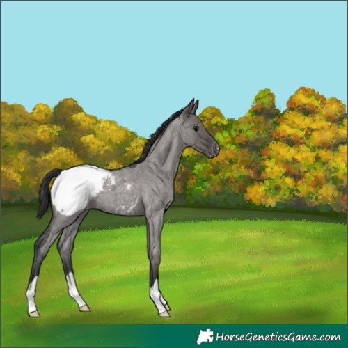 Horse Color:Grullo Roan Snowcap 