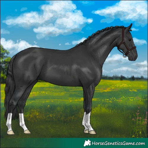 Horse Color:Black 