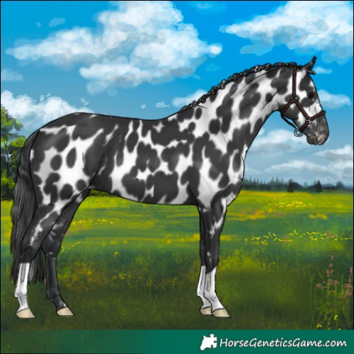 Horse Color:Black Appaloosa