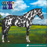 Horse Color:Black Appaloosa