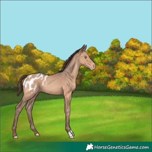 Horse Color:Amber Champagne Blanket 