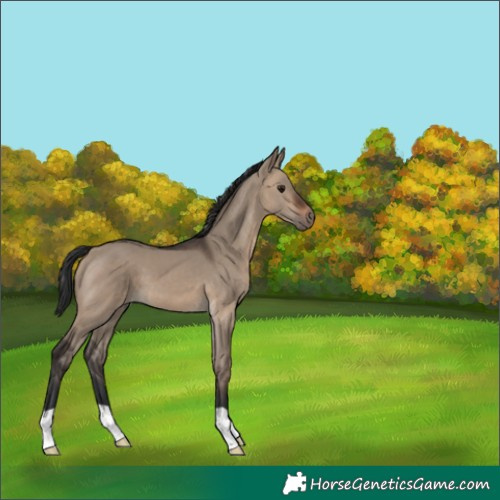 Horse Color:Brown Dun 