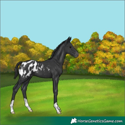 Horse Color:Black Appaloosa 