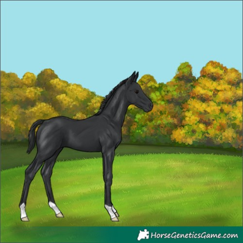 Horse Color:Black 