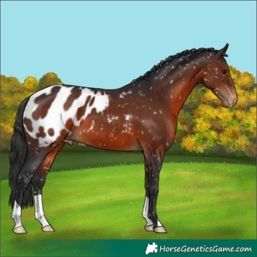 Horse Color:Brown Appaloosa 