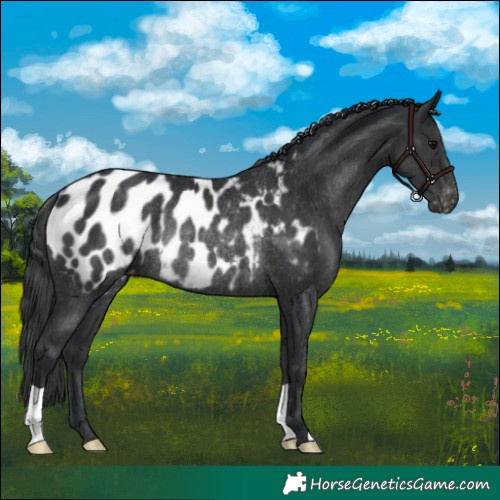 Horse Color:Black Appaloosa Rabicano 