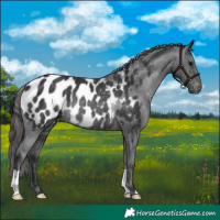 Horse Color:Black Appaloosa Rabicano 