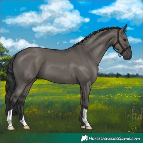 Horse Color:Grullo 
