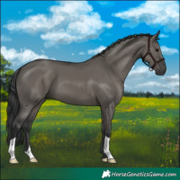 Horse Color:Grullo