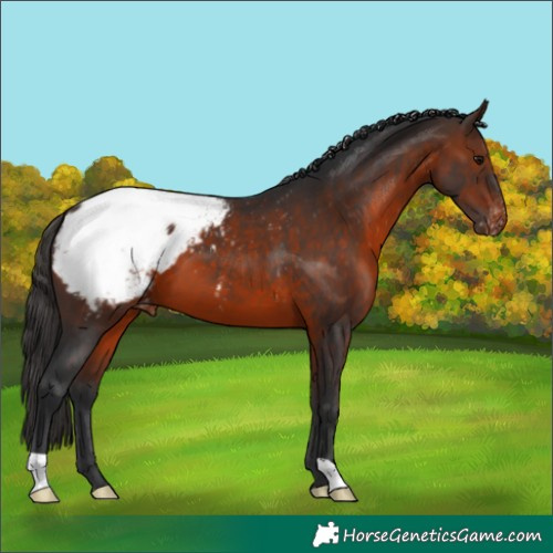 Horse Color:Brown Appaloosa 