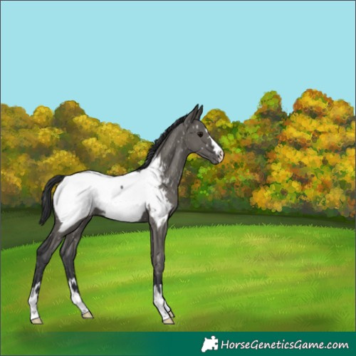 Horse Color:Grullo Appaloosa 