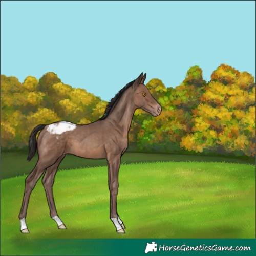 Horse Color:Sable Champagne Varnish 