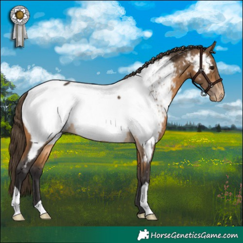Horse Color:Buckskin Appaloosa