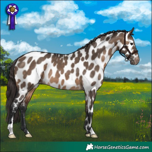 Horse Color:Brown Dun Appaloosa 