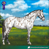 Horse Color:Brown Dun Appaloosa