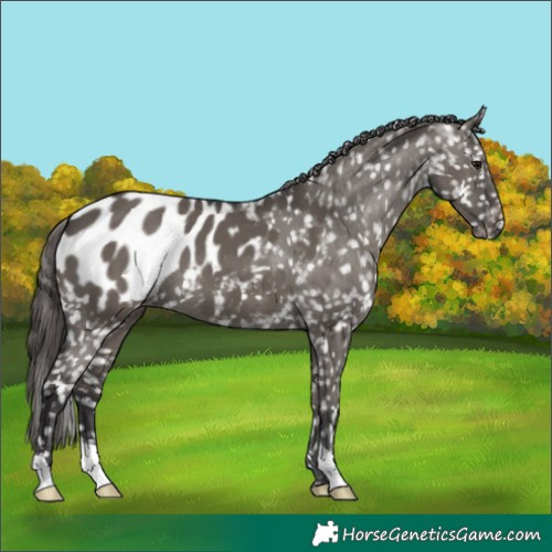Horse Color:Smoky Grullo Appaloosa 