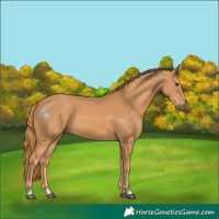 Horse Color:Chestnut 
