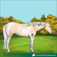 Horse Color:Chestnut Snowdrop Pearl Tobiano 