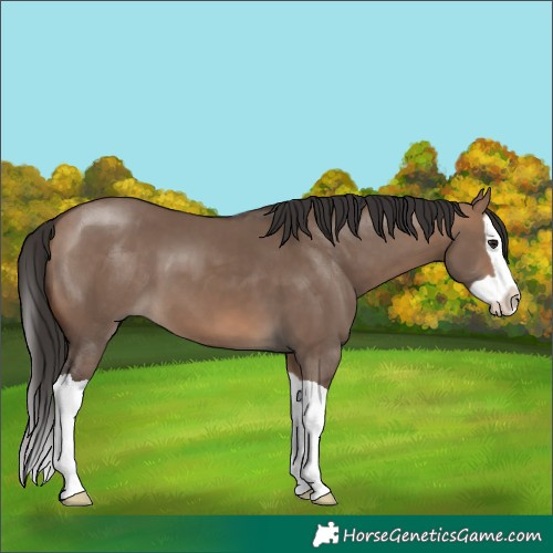 Horse Color:Brown Dun Splash 