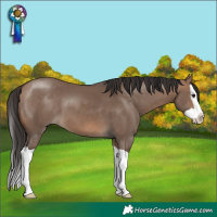 Horse Color:Brown Dun Splash