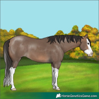 Horse Color:Brown Dun Splash 