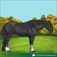 Horse Color:White Spotted Black