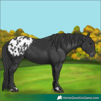 Horse Color:Black Appaloosa 