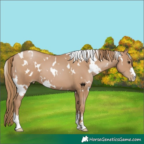 Horse Color:White Spotted Black Pearl 