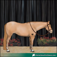 Horse Color:Bay Pearl 
