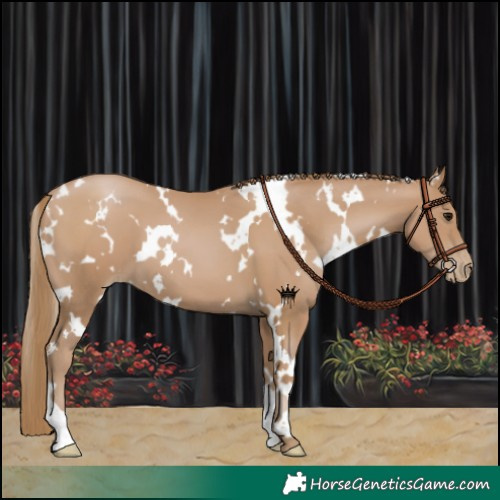 Horse Color:White Spotted Black Pearl 