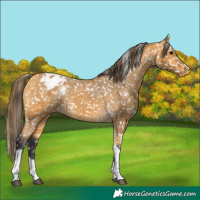 Horse Color:Buckskin Tobiano Snowflake Varnish 