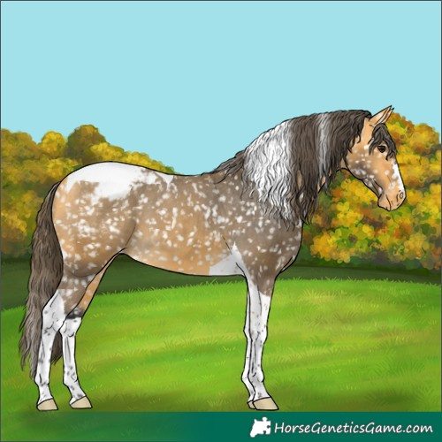 Horse Color:Buckskin Tobiano Appaloosa 