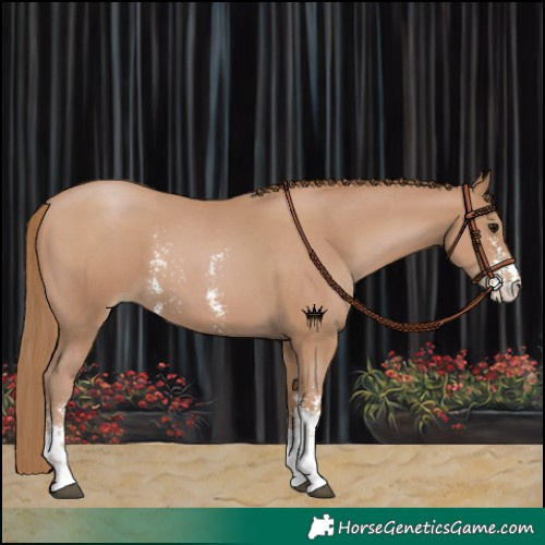 Horse Color:Black Pearl Sabino 