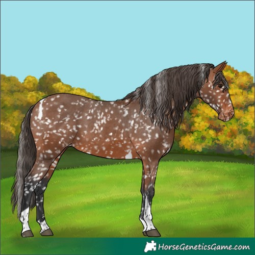 Horse Color:Bay Tobiano Appaloosa 