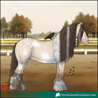 Horse Color:White Spotted Amber Champagne Dun 