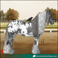 Horse Color:White Spotted Black Blanket