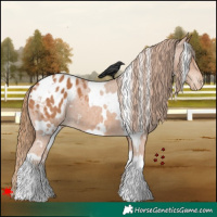 Horse Color:White Spotted Chestnut Appaloosa 