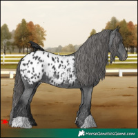 Horse Color:Black Appaloosa 