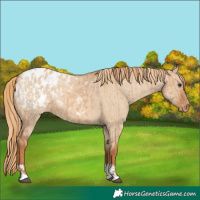 Horse Color:Red Dun Blanket  and Red Dun Blanket 