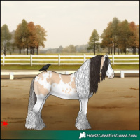 Horse Color:White Spotted Bay Dun Splash 