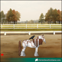 Horse Color:White Spotted Chestnut 