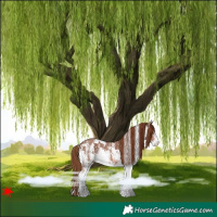 Horse Color:White Spotted Chestnut 