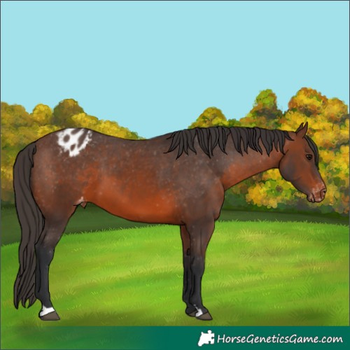 Horse Color:Brown Appaloosa 