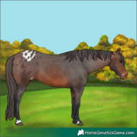 Horse Color:Brown Appaloosa