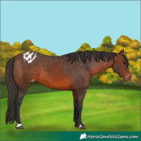 Horse Color:Brown Appaloosa 
