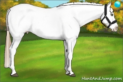 Horse Color:Liver Chestnut Pearl Appaloosa 