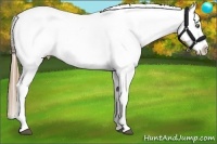 Horse Color:Liver Chestnut Pearl Appaloosa 