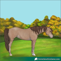 Horse Color:Classic Champagne 