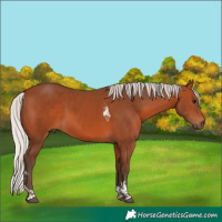 Horse Color:Silver Brown Tobiano 