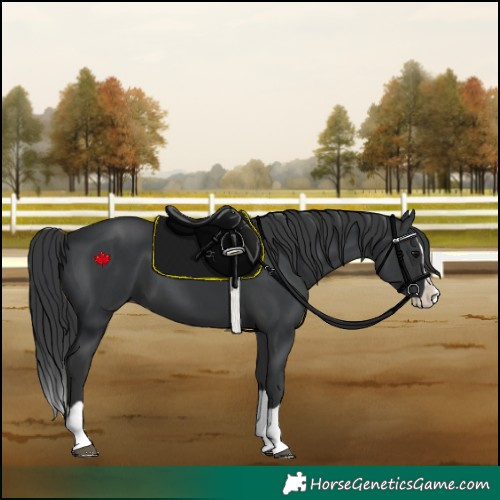 Horse Color:Black Splash 